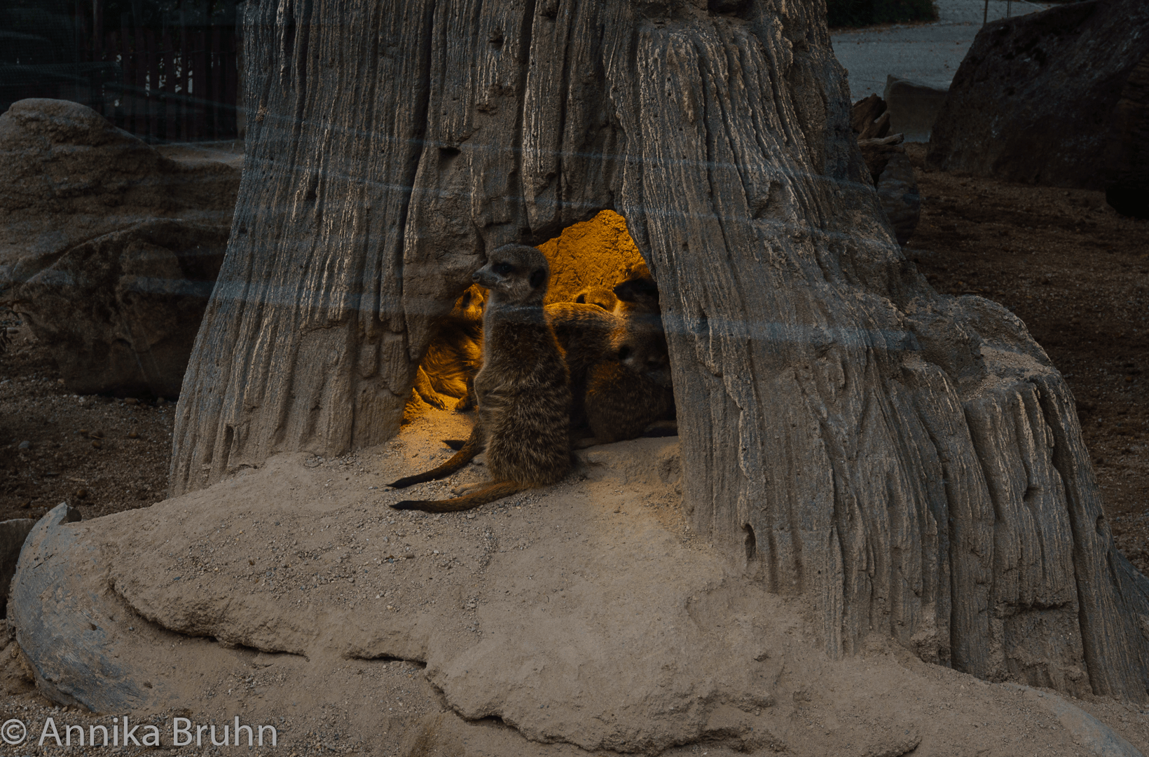 Erdmännchen im Bau
